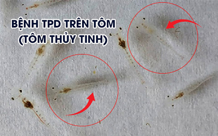 Bệnh TPD Trên Tôm