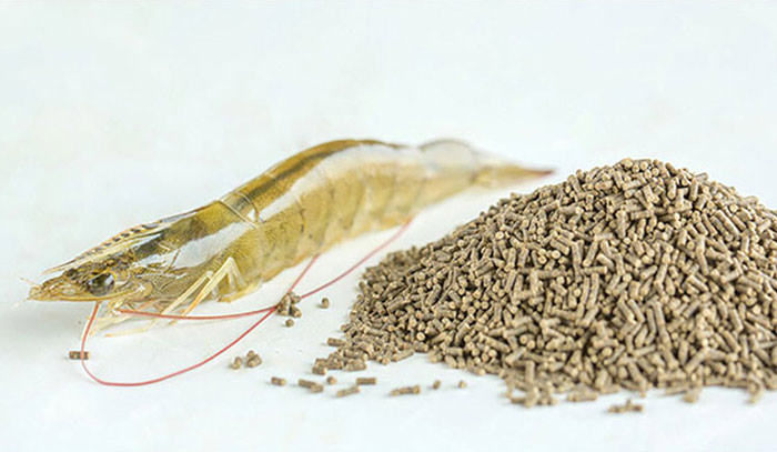 hấp thu dinh dưỡng ở tôm