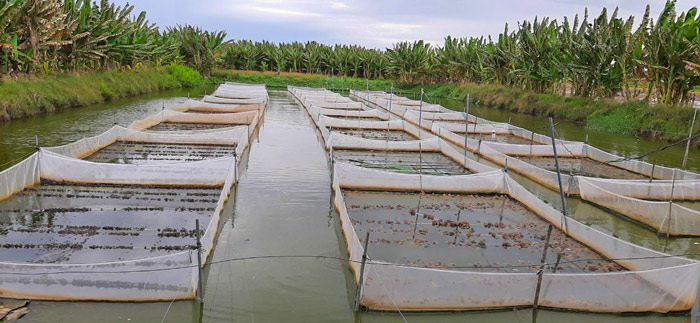 Cách thả ếch giống tiết kiệm phi phí
