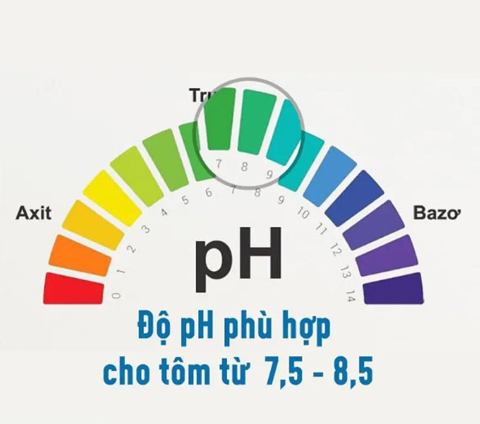 PH đường ruột tôm đạt chuẩn