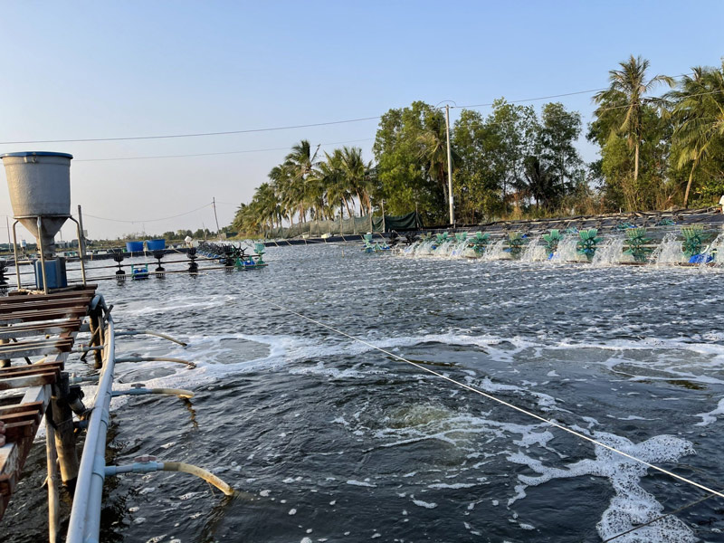 Sử dụng vi sinh trong ao nuôi tôm